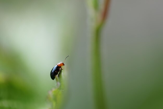 Photo close-up of insect on plant