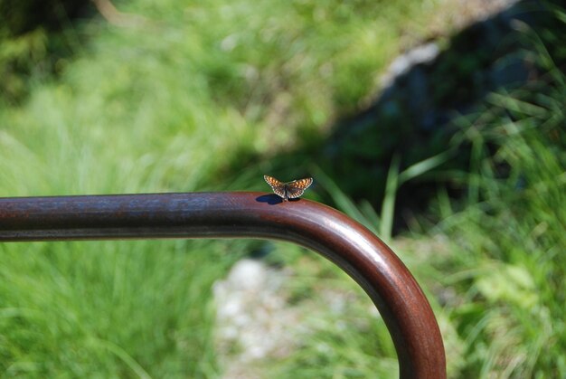 Foto prossimo piano di un insetto sulla pianta