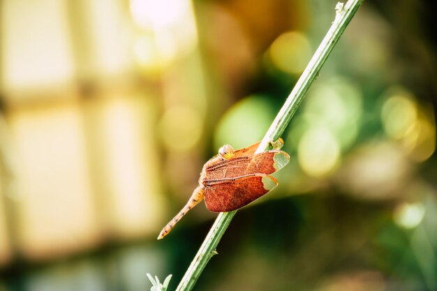 Close-up of insect on plant