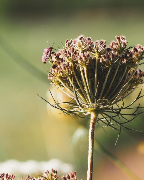 Photo close-up of insect on plant