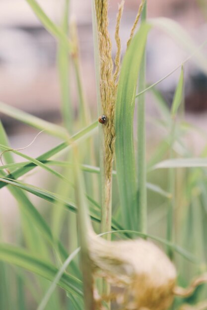 Close-up of insect on plant