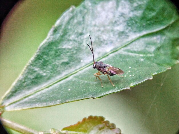 Close-up of insect on plant