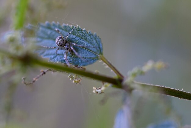 Photo close-up of insect on plant