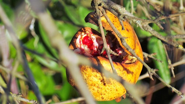 Photo close-up of insect on plant