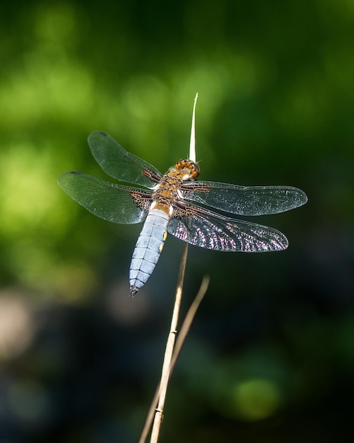 Photo close-up of insect on plant