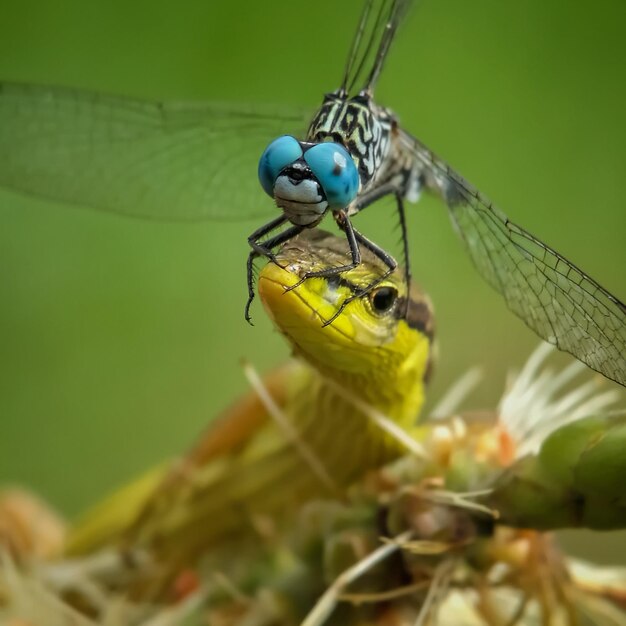 Close-up of insect on plant