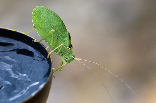 Photo close-up of insect on plant