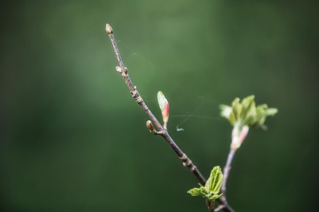 Photo close-up of insect on plant