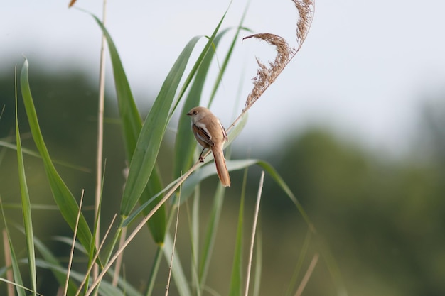 Photo close-up of insect on plant