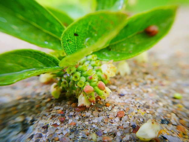 Close-up of insect on plant