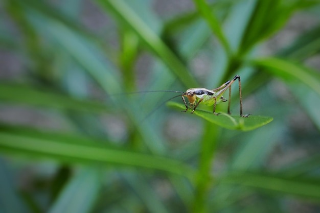 Close-up of insect on plant