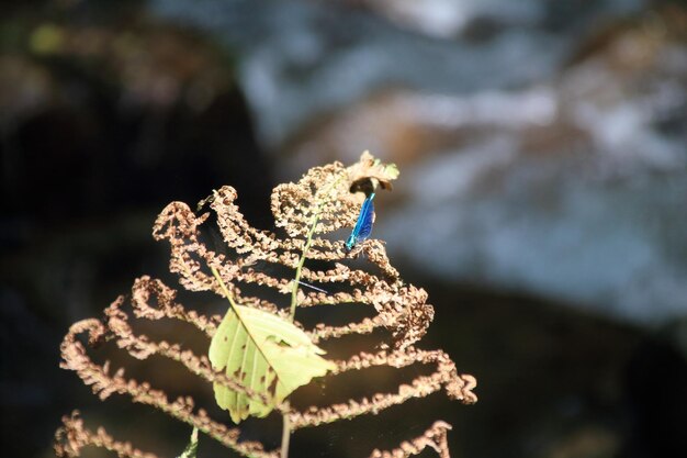 Photo close-up of insect on plant