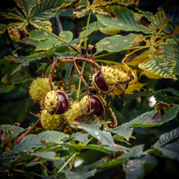 Photo close-up of insect on plant