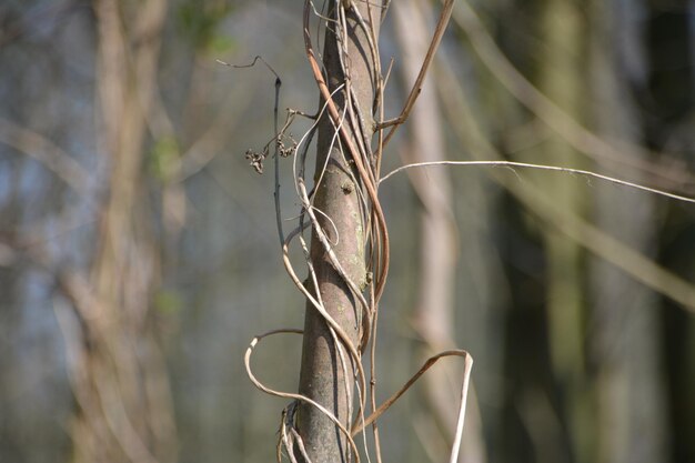 Close-up of insect on plant