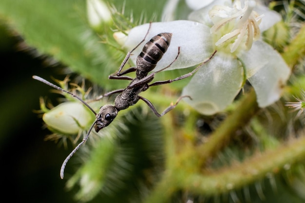 Photo close-up of insect on plant