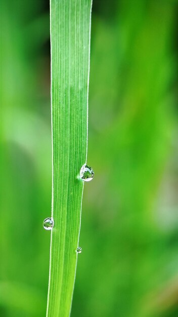 Close-up of insect on plant