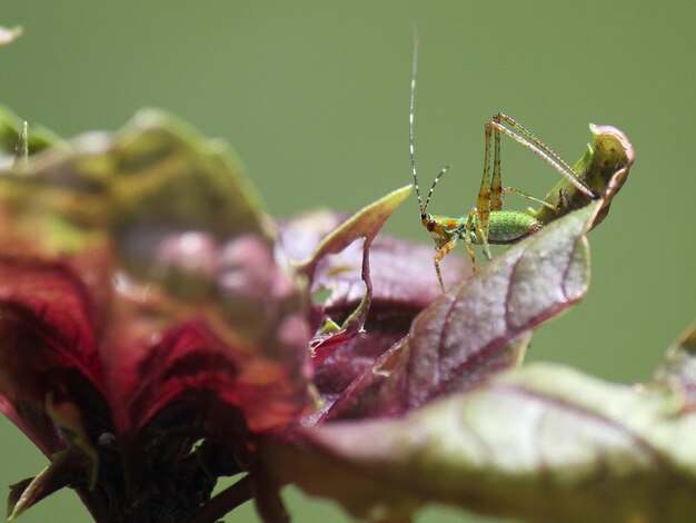 Photo close-up of insect on plant