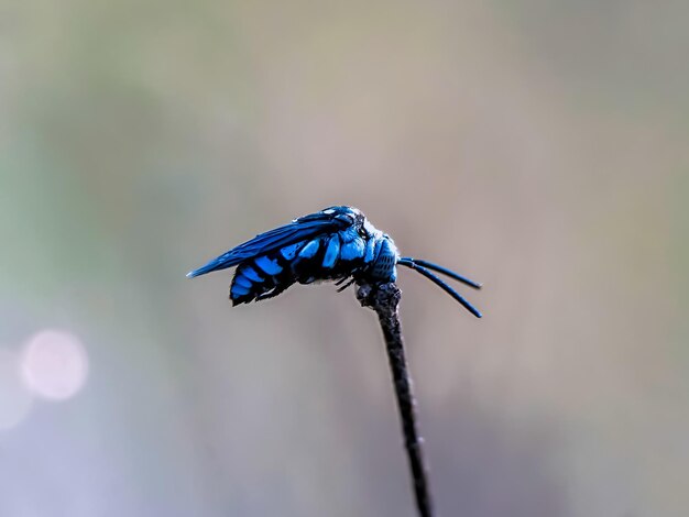 Close-up of insect on plant