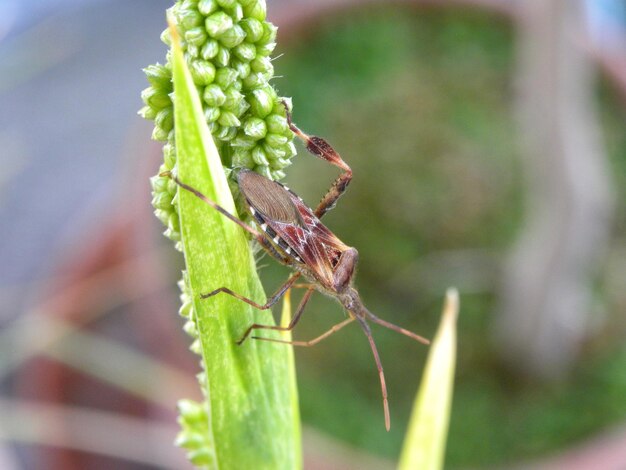 Close-up of insect on plant