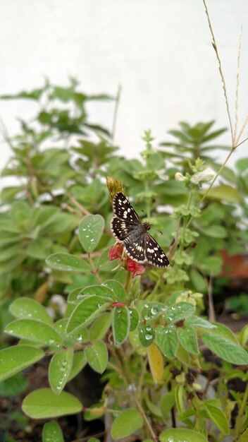 Photo close-up of insect on plant