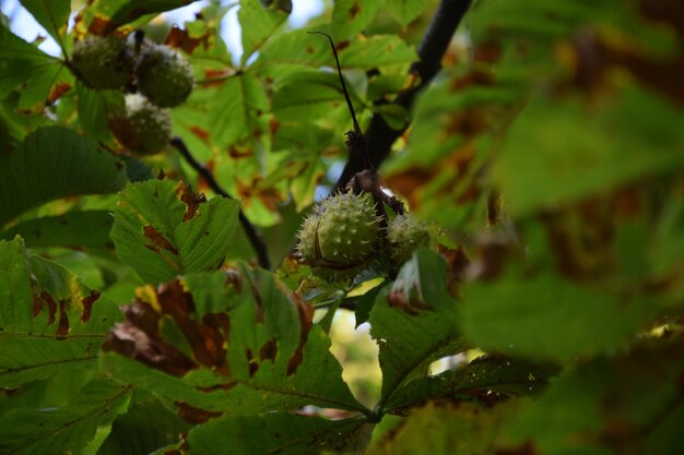 植物上の昆虫のクローズアップ