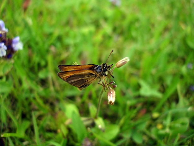 Photo close-up of insect on plants