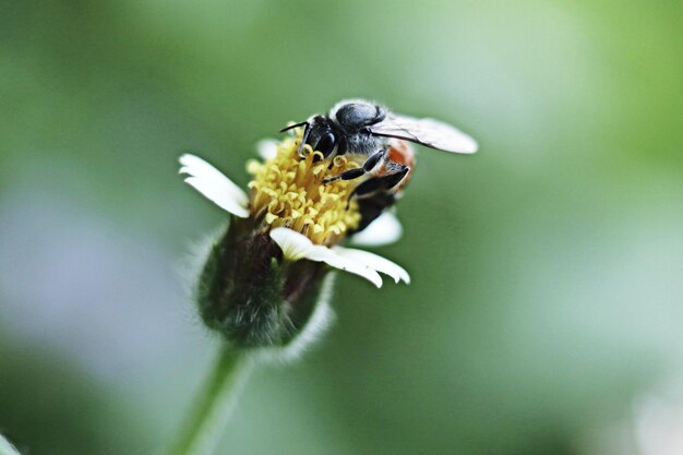 Foto close-up di un insetto che impollina un fiore