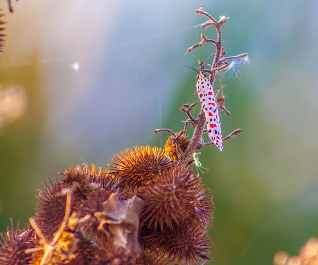 Foto prossimo piano di un insetto che impollina un fiore