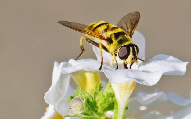 Photo close-up of insect pollinating flower