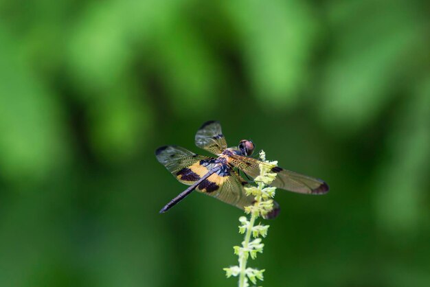 Close-up of insect pollinating on flower