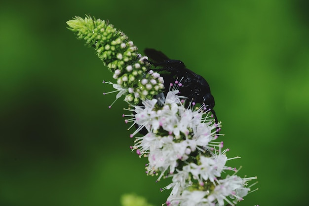 Close-up of insect pollinating on flower