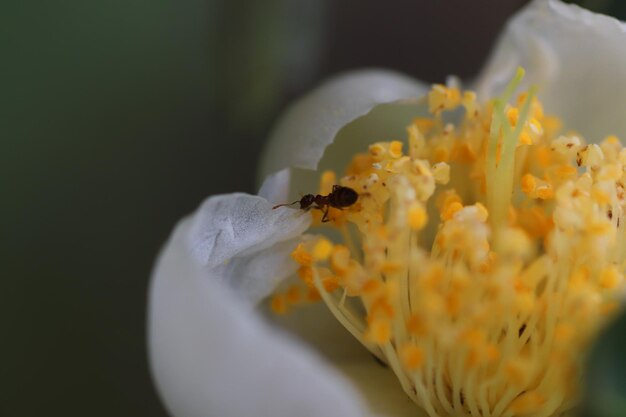 Close-up of insect pollinating on flower