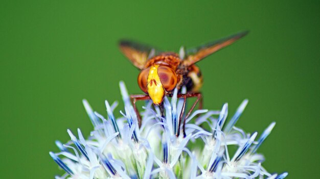 Photo close-up of insect pollinating on flower