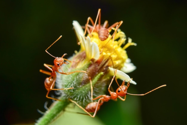 Foto prossimo piano di un insetto che impollina un fiore