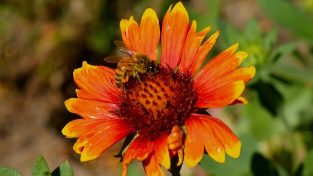 Close-up of insect pollinating flower