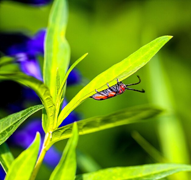 Close-up of insect pollinating flower