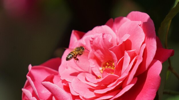 Close-up of insect pollinating on pink flower