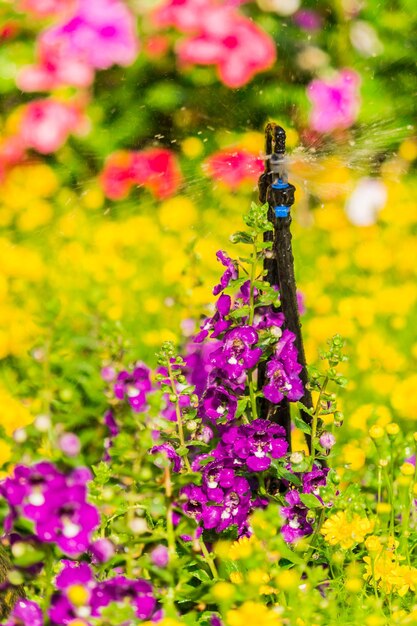 Close-up of insect pollinating on purple flower