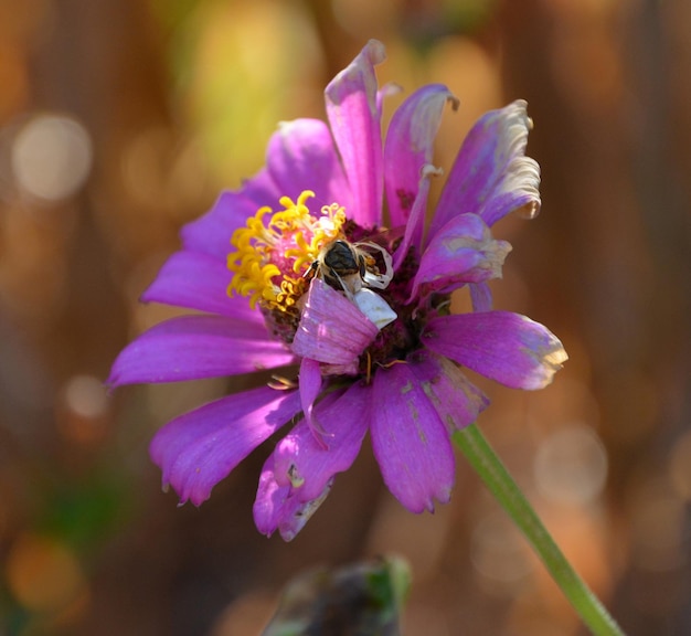 Foto prossimo piano di un insetto che impollina i fiori viola