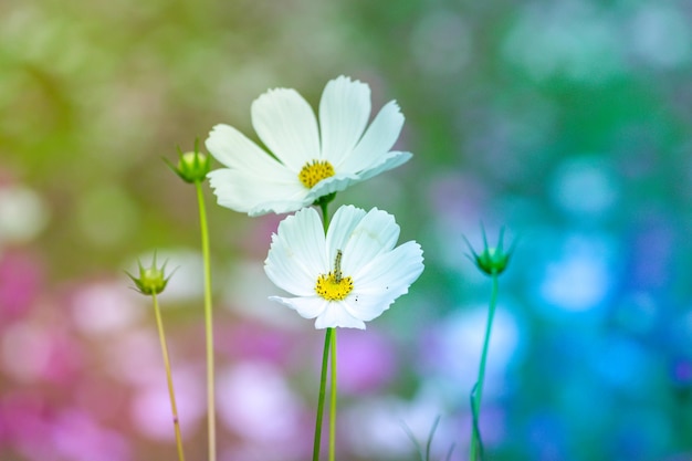 Foto close-up di un insetto che impollina un fiore bianco