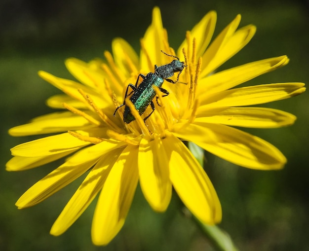 close-up of insect pollinating yellow flower