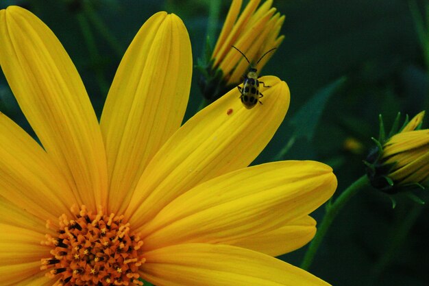 Close-up of insect pollinating yellow flower