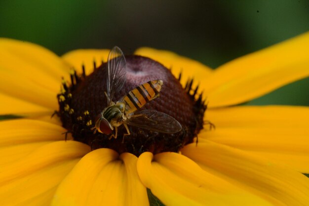 Close-up of insect pollinating yellow flower