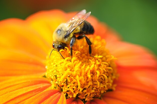 Close-up of insect pollinating on yellow flower