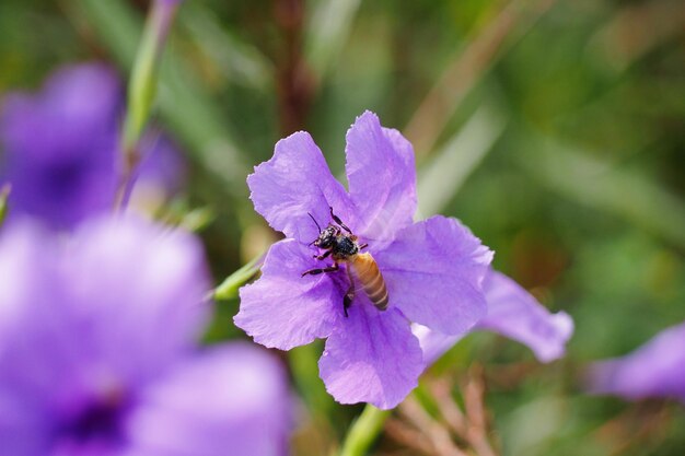 Foto prossimo piano di un insetto sul fiore viola