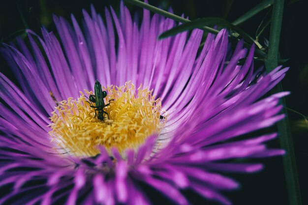 Close-up of insect on purple flower