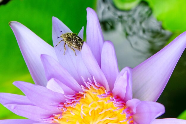 Close-up of insect on purple flower