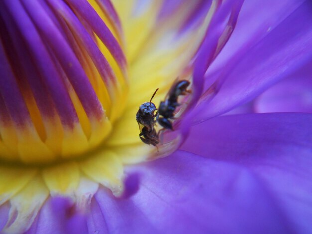 Close-up of insect on purple flower