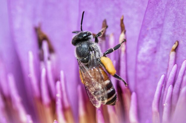 Close-up of insect on purple flower