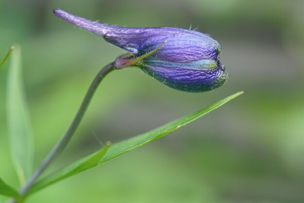 Foto prossimo piano di un insetto sul fiore viola